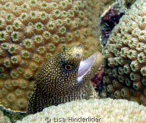 "Does this coral make me look fat?" by Lisa Hinderlider 